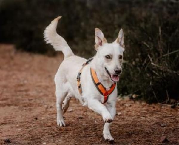 ARES -möchte Zweithund werden-