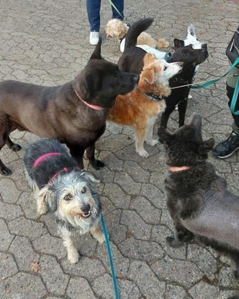 💙Pitypang - vorsichtig aber neugierig💙