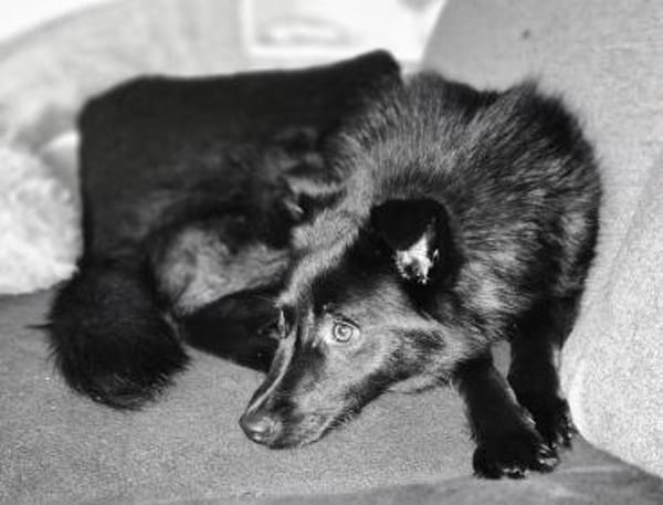 Whoopi - eine vorsichtige Beobachterin