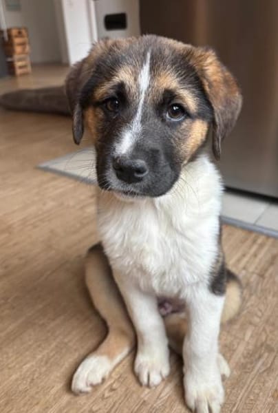 Boreas, geb. 10/2025, 69151 Neckargemünd