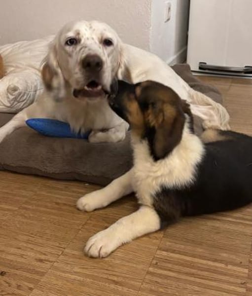 Boreas, geb. 10/2025, 69151 Neckargemünd