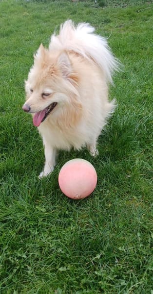 Ivy, liebe Mittelspitz Hündin geb12/2021