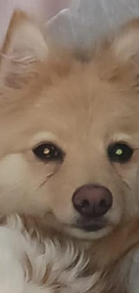 Ivy, liebe Mittelspitz Hündin geb12/2021