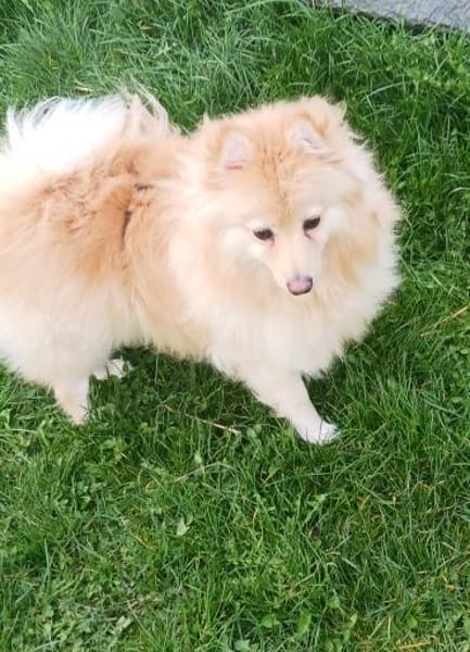 Ivy, liebe Mittelspitz Hündin geb12/2021