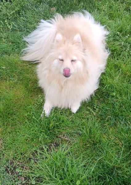 Ivy, liebe Mittelspitz Hündin geb12/2021