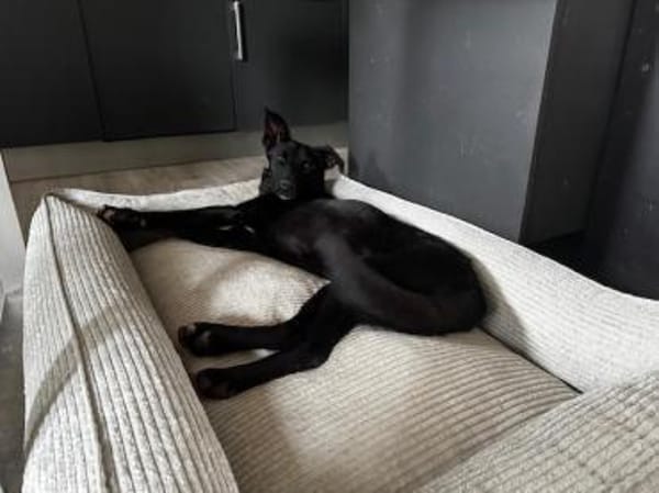 Babsi, stubenreiner Quatschkopf,1J 85591