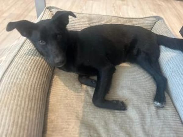 Babsi, stubenreiner Quatschkopf,1J 85591