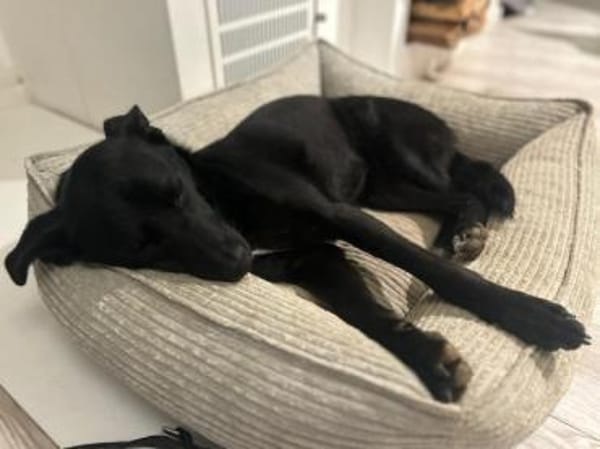 Babsi, stubenreiner Quatschkopf,1J 85591