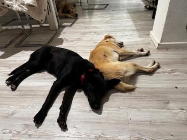 Babsi, stubenreiner Quatschkopf,1J 85591