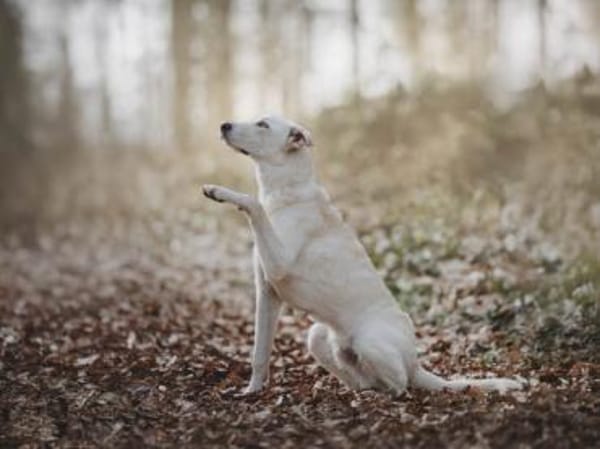 Baran möchte Ihre Familie bereichern?