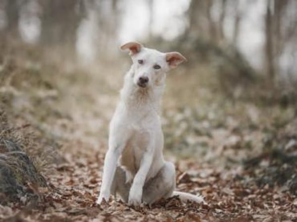 Baran möchte Ihre Familie bereichern?