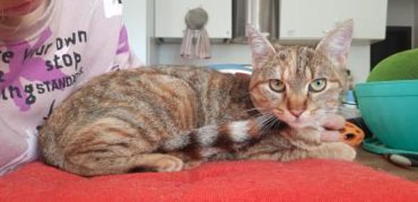 hübsche Schmuserin Mila