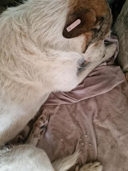 Milo, ehemaliger Streuner sucht Wärme