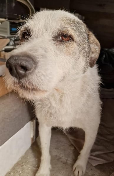 Milo, ehemaliger Streuner sucht Wärme