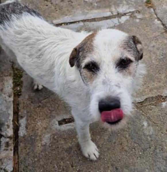 Milo, ehemaliger Streuner sucht Wärme