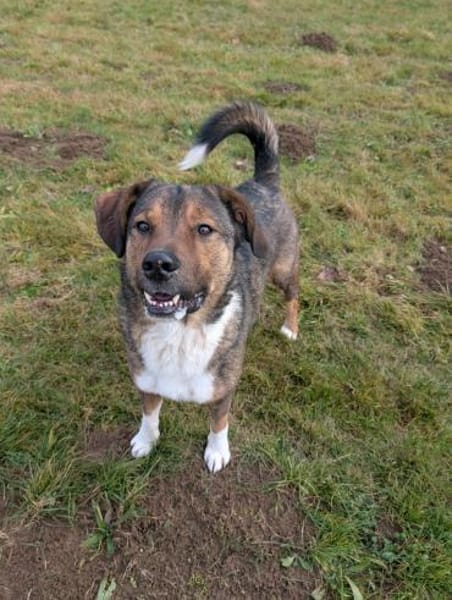 Sharo, dein neuer bester Freund