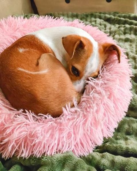 Serena - sanfte Hundedame in Deutschland