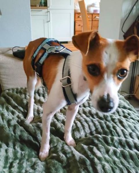 Serena - sanfte Hundedame in Deutschland