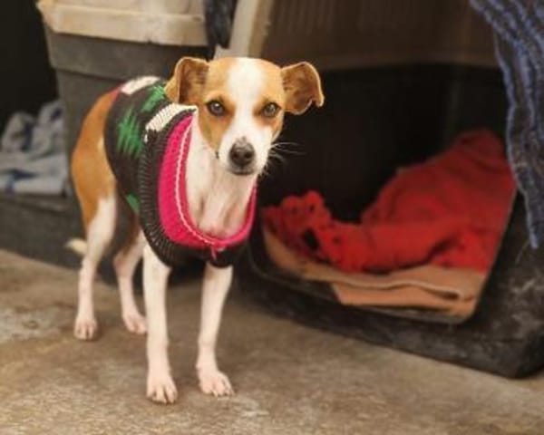 Serena - sanfte Hundedame in Deutschland