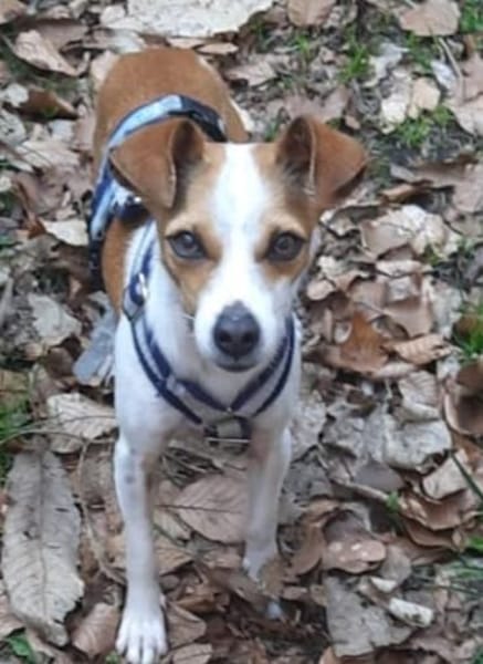 Serena - sanfte Hundedame in Deutschland