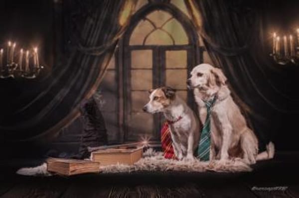 Ivan, kleiner Herzenshund, ca. 13 J 5245