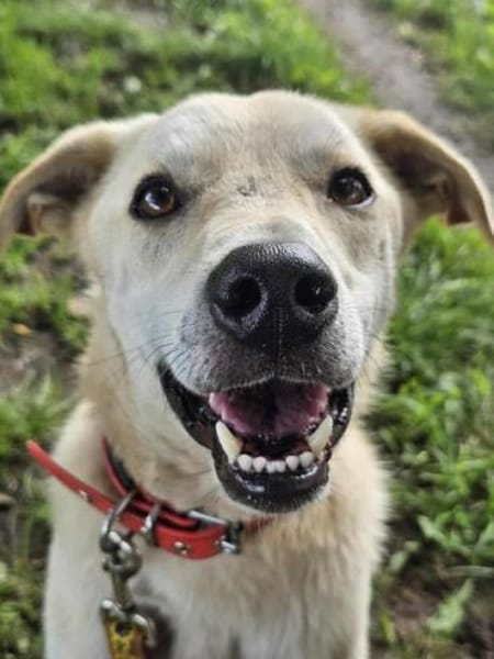 GUSTAV * gezähmter -schwerer Junge-