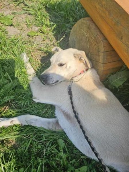 GUSTAV * gezähmter -schwerer Junge-