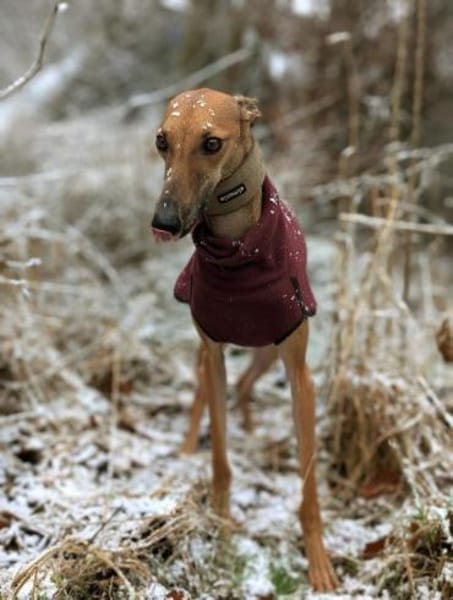 Unsere Selma sucht ihr Rudel