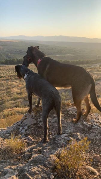 MORITA - große Hündin, großes Herz...