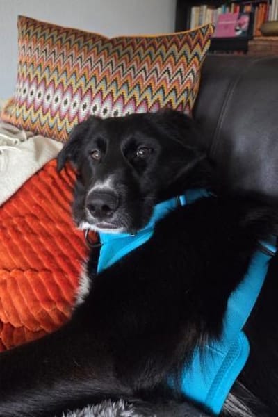 Sienna- fröhlicher Schäfi-Mix