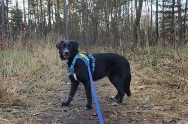 Sienna- fröhlicher Schäfi-Mix