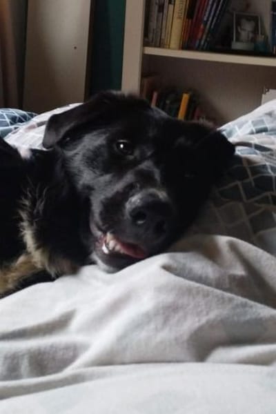 Sienna- fröhlicher Schäfi-Mix