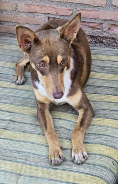 LEMON sucht sein Glück