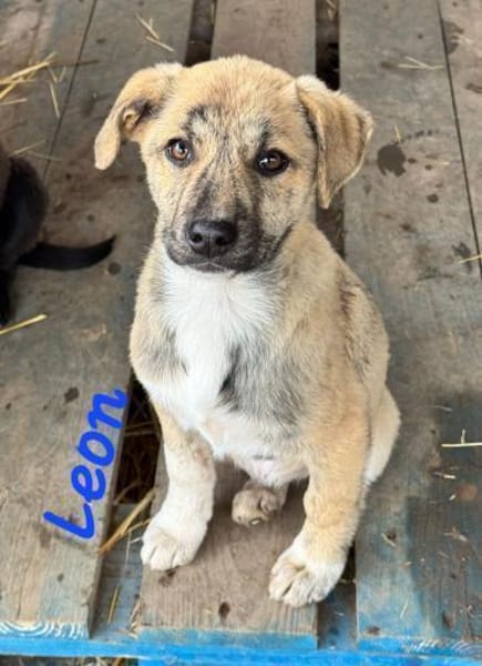 PONTUS, LEON, FELIX, LIMA & CHICA