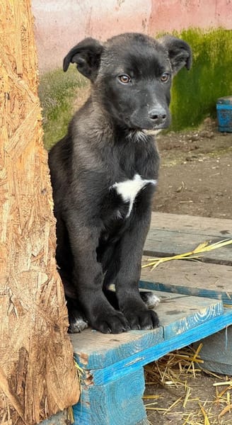 PONTUS, LEON, FELIX, LIMA & CHICA