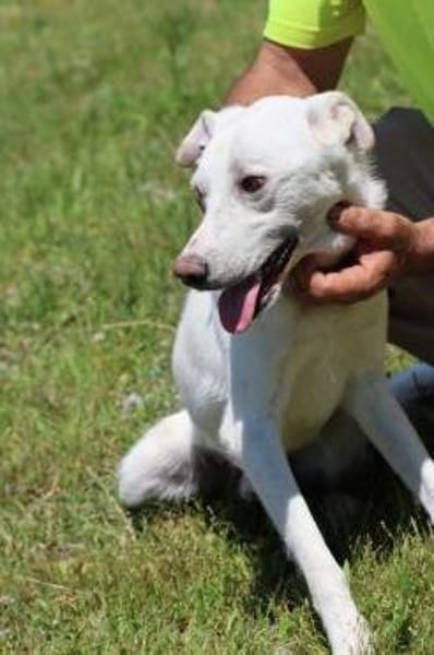 Manü - kinderlieb u. verspielt