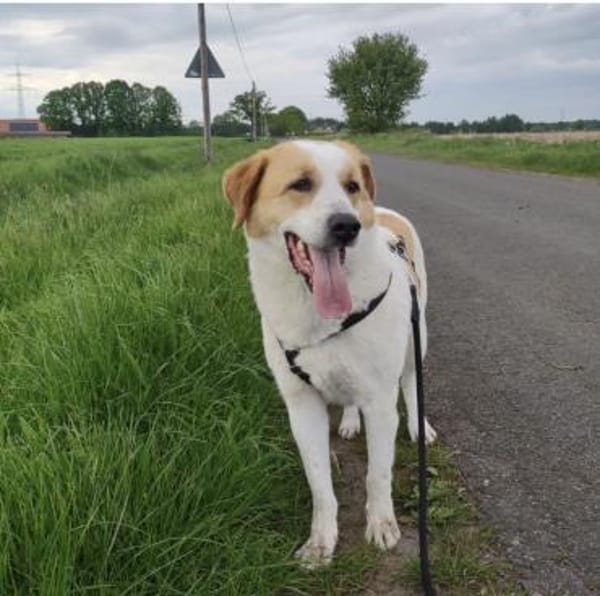 Aktiver Schmusebär Sarp- 49419 Wagenfeld