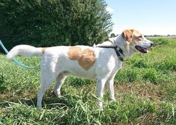 Aktiver Schmusebär Sarp- 49419 Wagenfeld