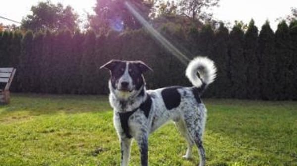 Serano wartet in 49419 Wagenfeld