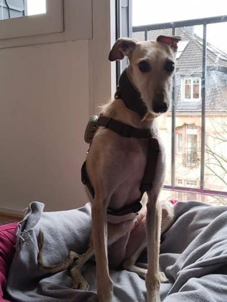 Josefa eine Traum Galgo Hündin