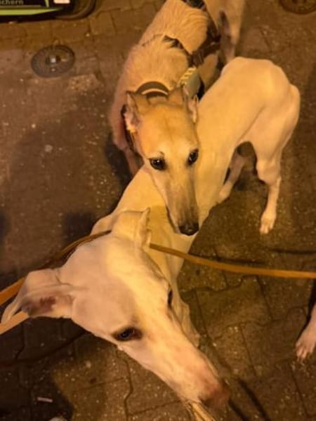 Josefa eine Traum Galgo Hündin