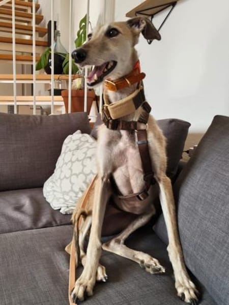 Josefa eine Traum Galgo Hündin