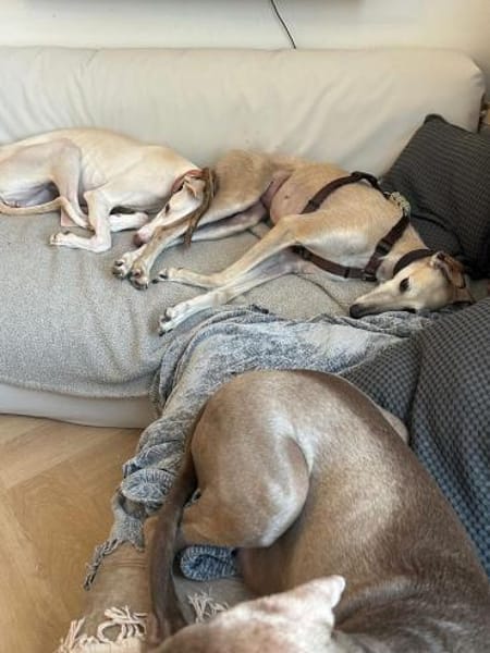 Josefa eine Traum Galgo Hündin