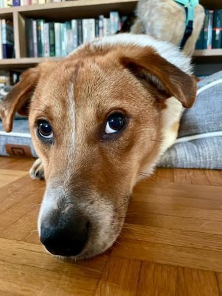 SNUF, m., kastr., geb. 2022, ca. 35 cm