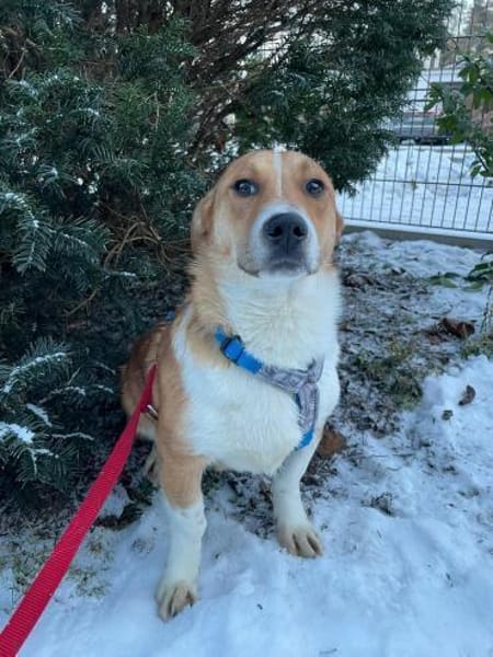 SNUF, m., kastr., geb. 2022, ca. 35 cm