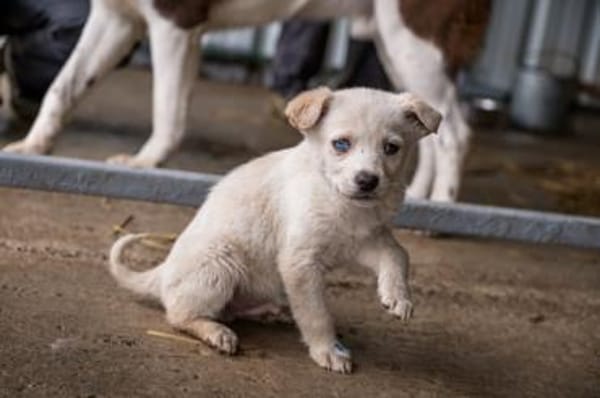 Ulf - Kleiner Eisbär