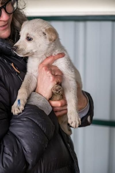 Ulf - Kleiner Eisbär