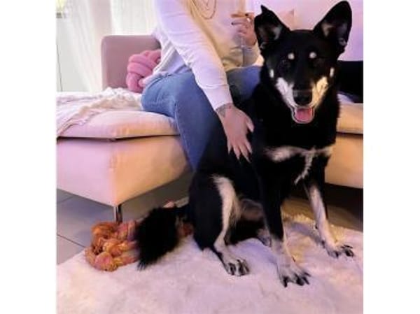 Aiko - wartet in 63773 Goldbach