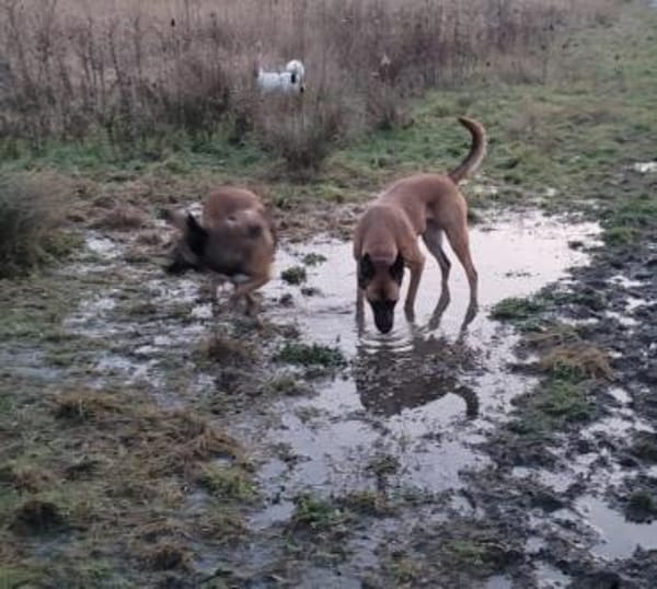 Lotte liebt Mensch und kleine Challenges