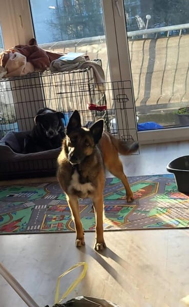 Lotte liebt Mensch und kleine Challenges